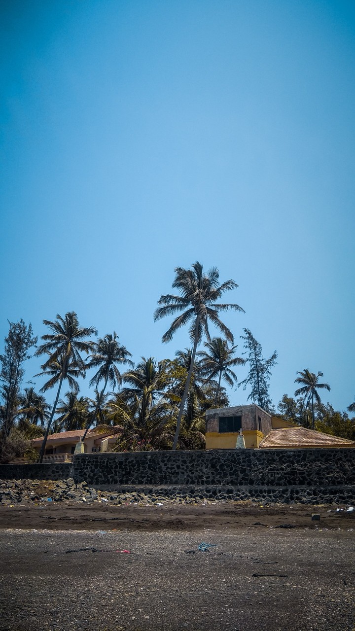 beach with coconut tree