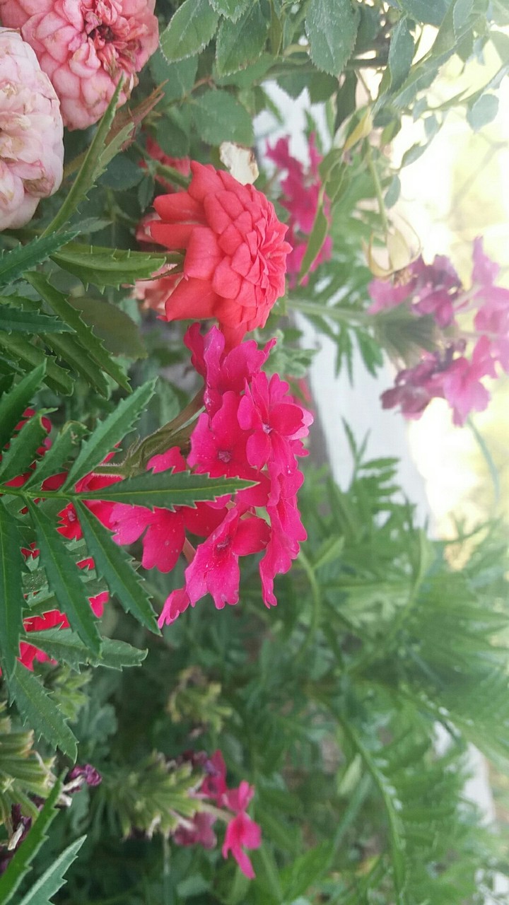 Flowers