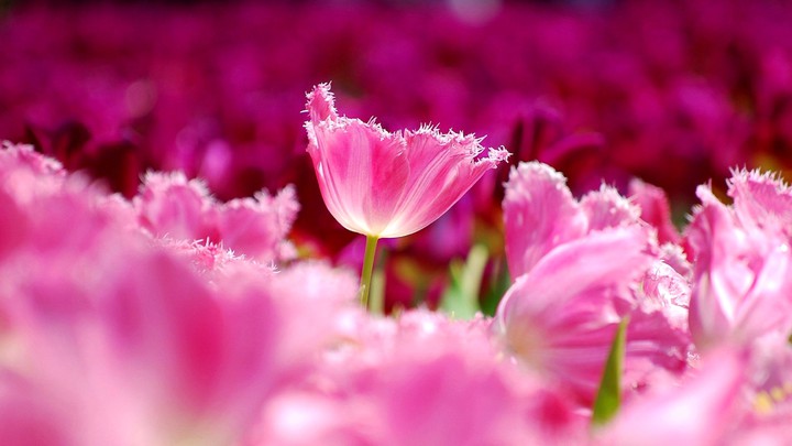 Blume