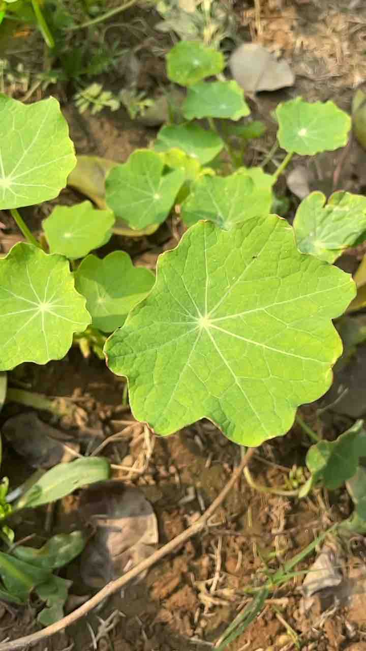 Nature’s beauty