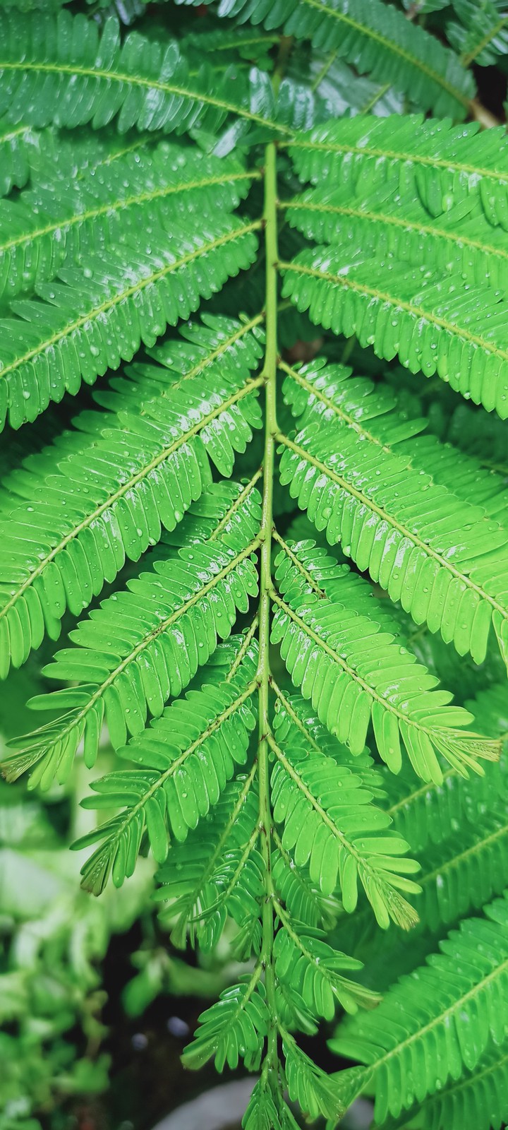 leaf?