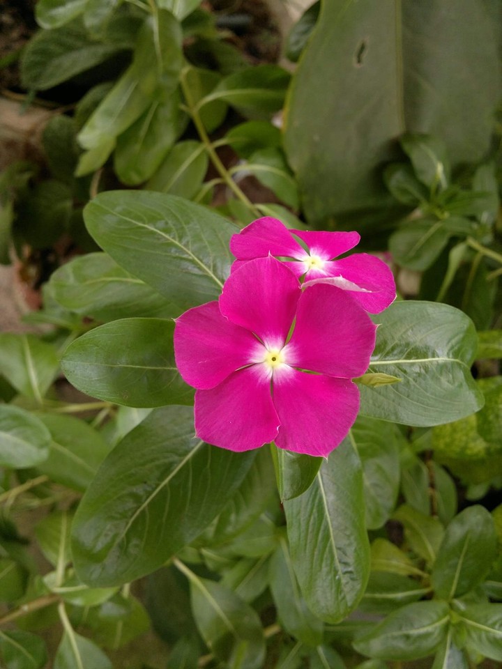 Flowes from my home