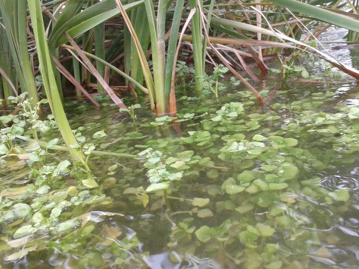 plant