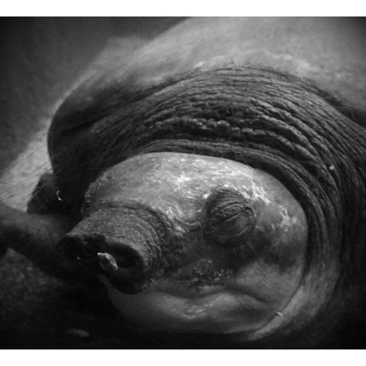 turtle of sorts