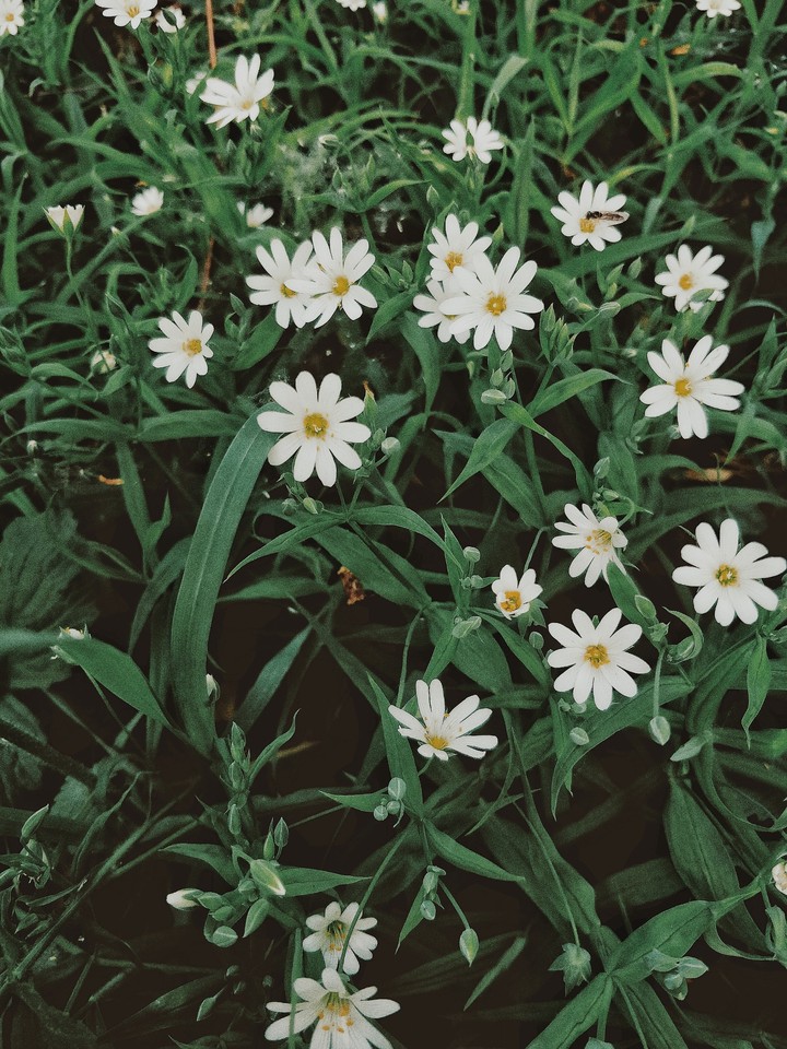 Spring flowers
