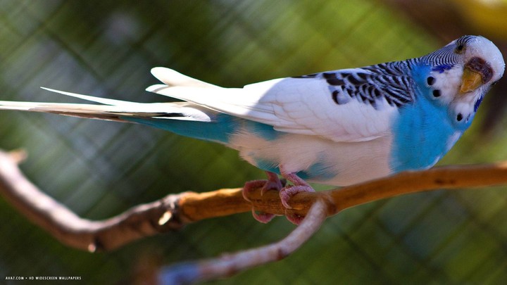 parrot