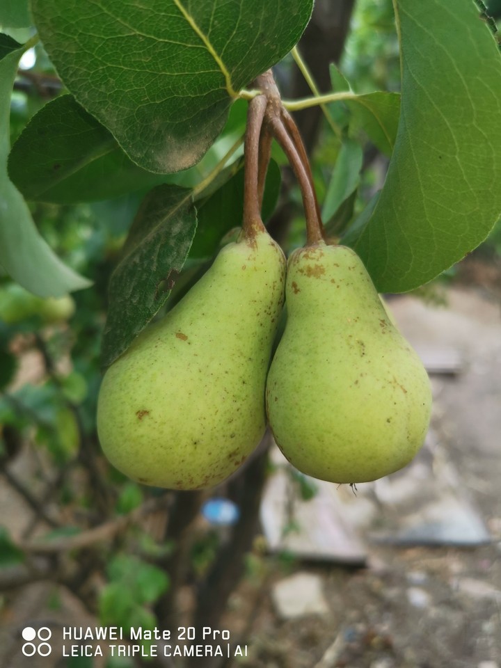 poire