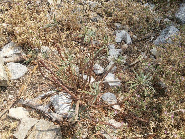 mountin's flower