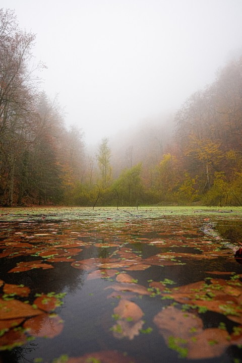 wetland, reflection háttérképek