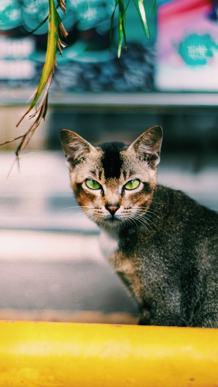 the little cat