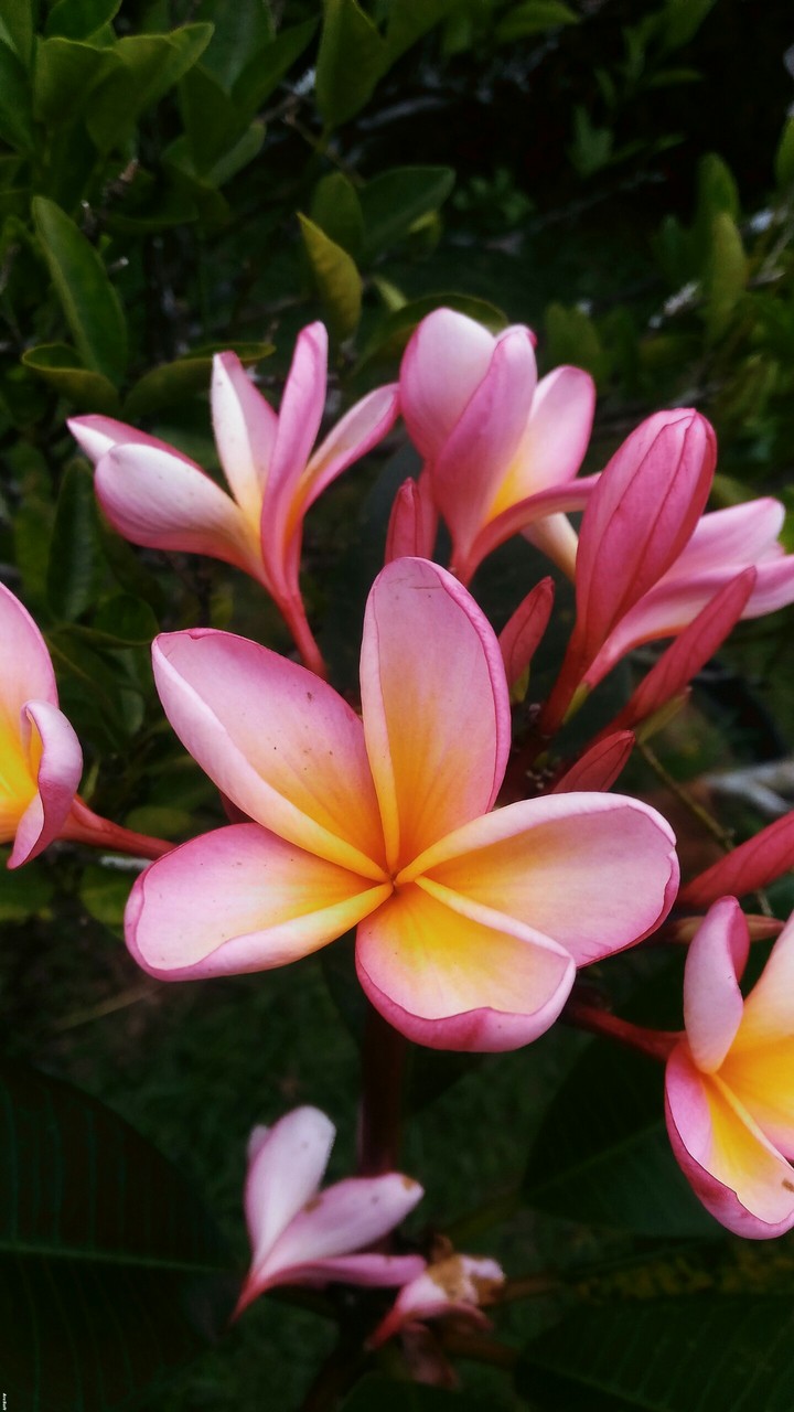 flowers