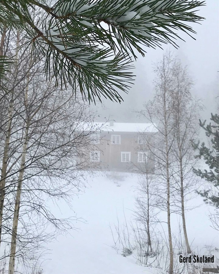 snow tree's