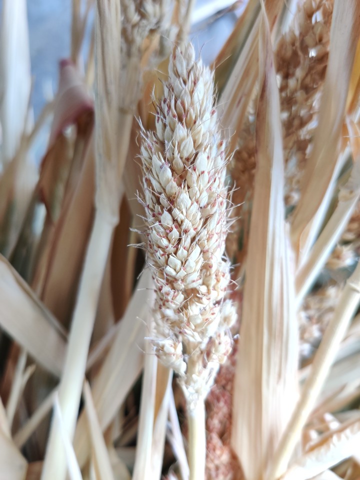 Hay Straw !... Beauty