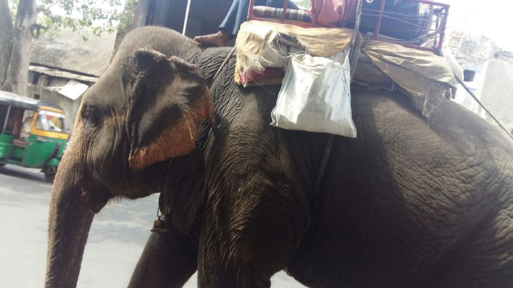 elephant in city
