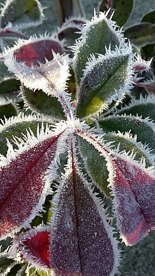 Winter flower