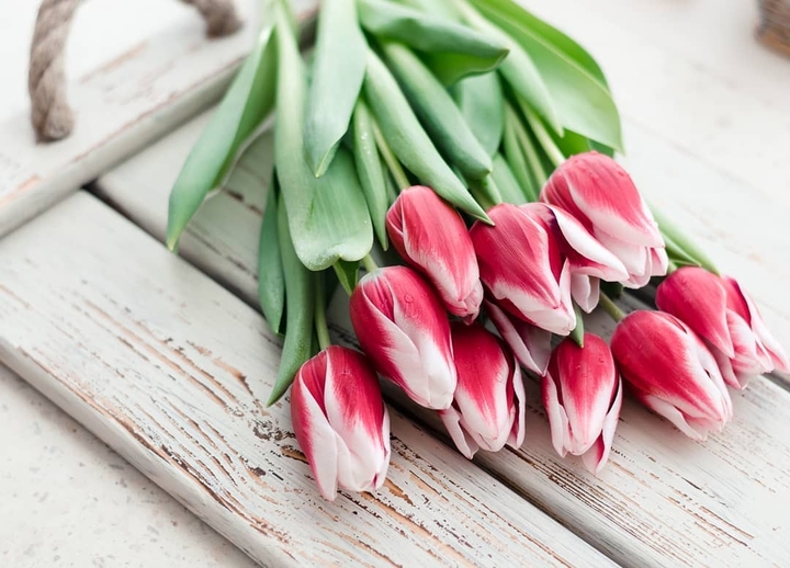 tulips