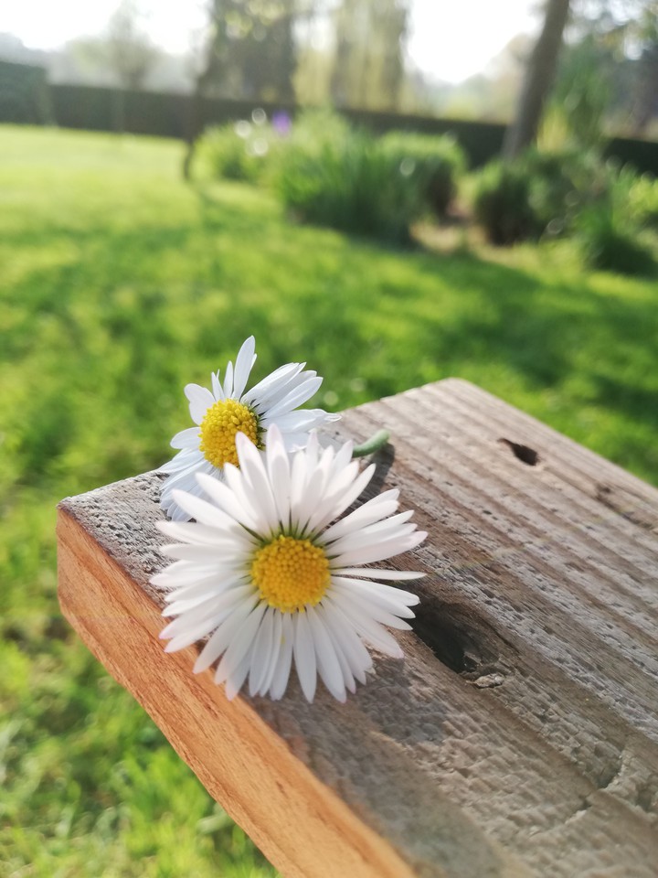 Fleurs