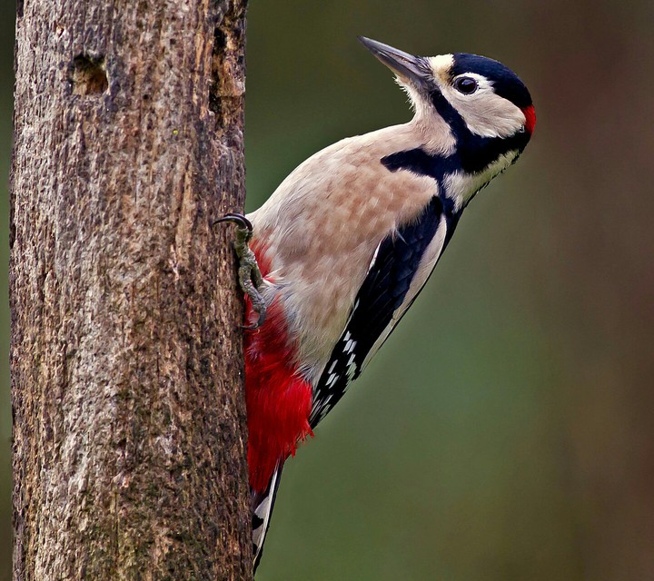 My Bird