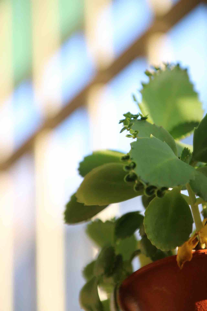 植物