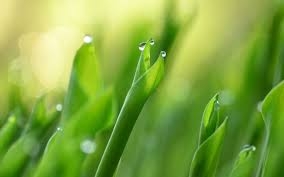 Grass dew-sprinkled