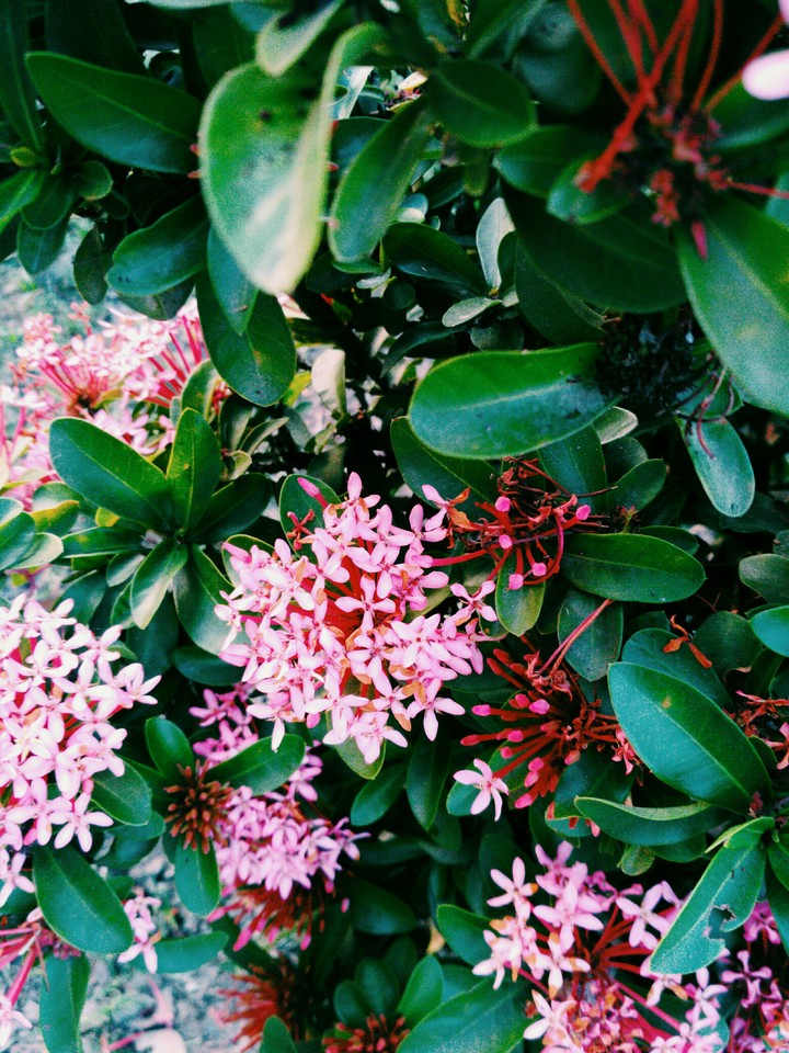 The flowers of paradise