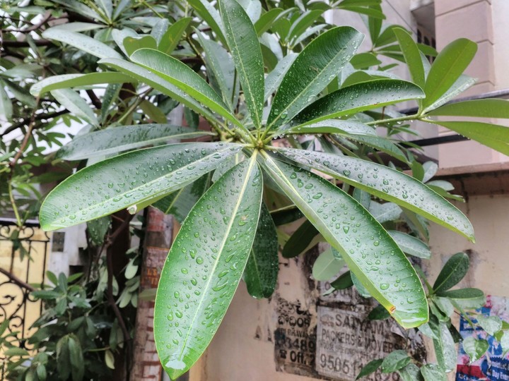 green leaves