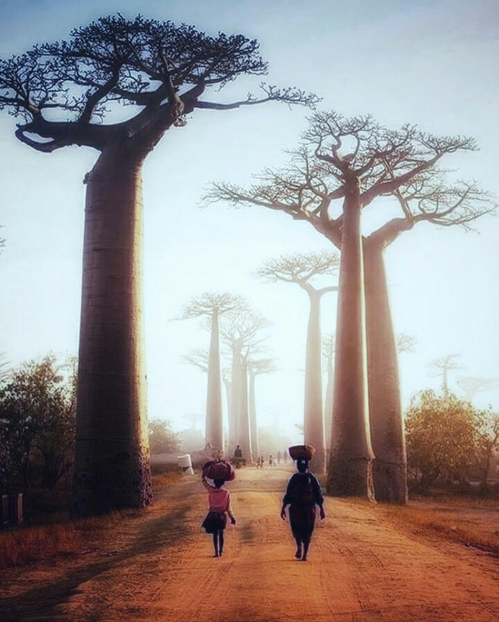 Avenue of the Baobabs