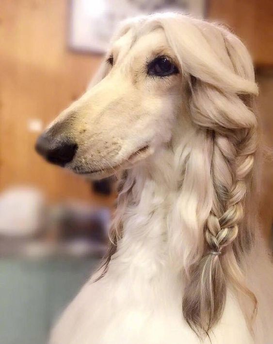 Girl dog