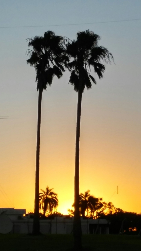 Palmas en la tarde