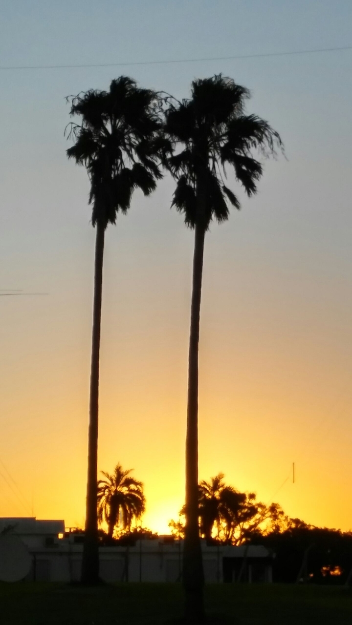 Palmas en la tarde