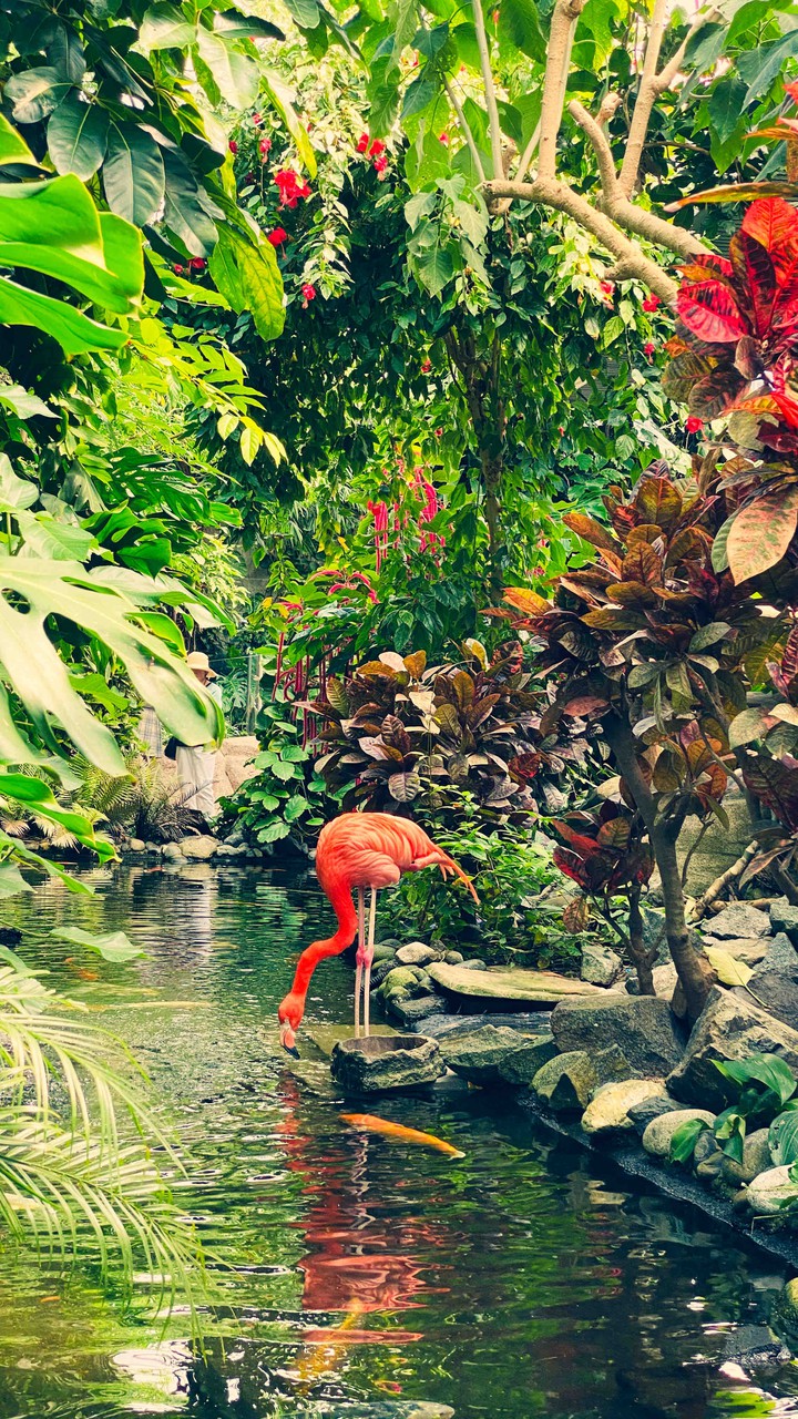 Flamingo