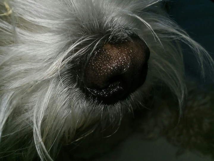 nose