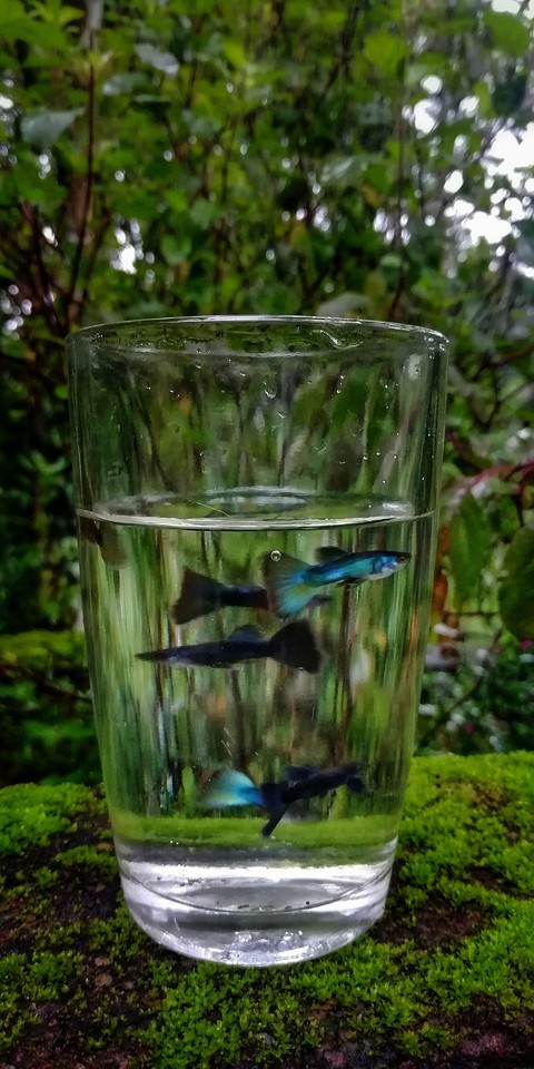 emerald green