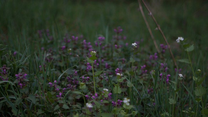 White and Purple Flowers