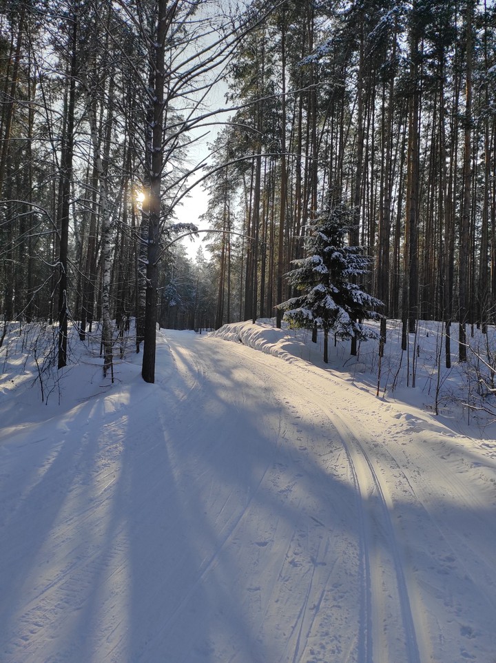 forest..