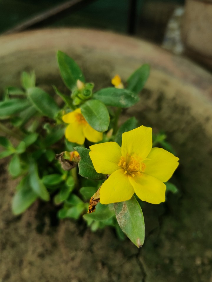 Yellow Flower