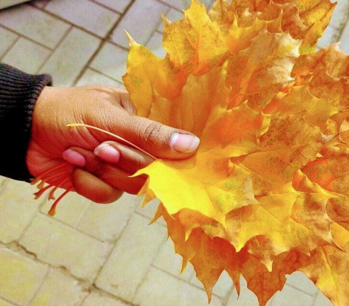 maple