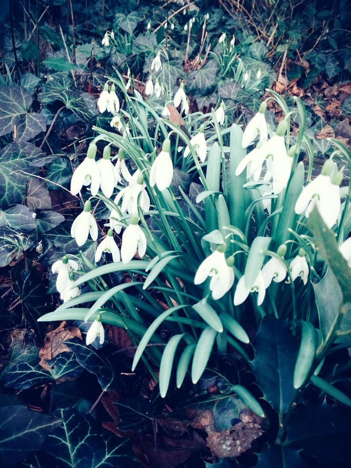 flowers