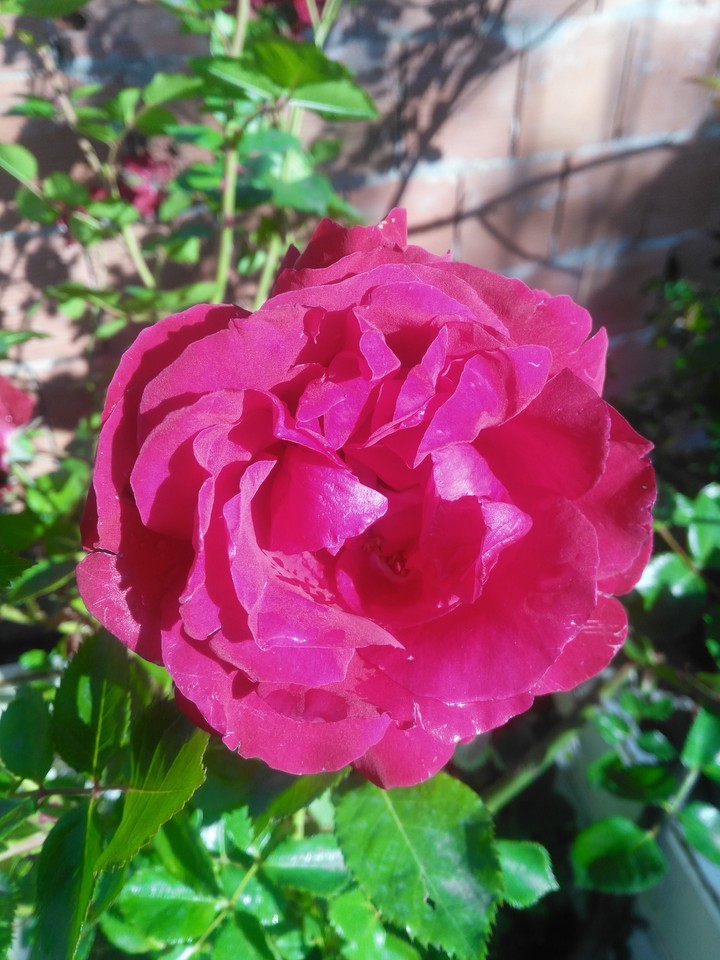 rose