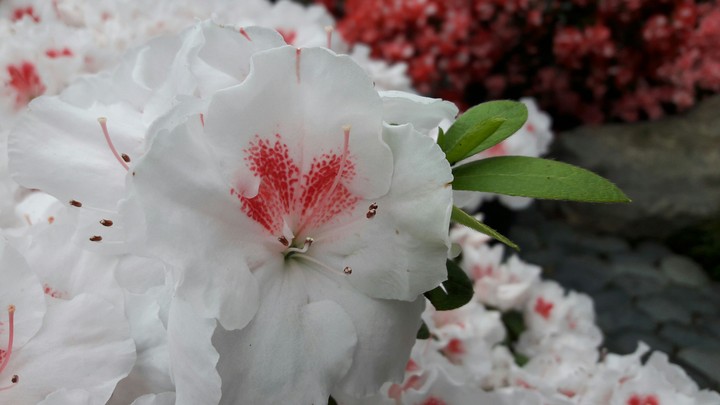 white flower