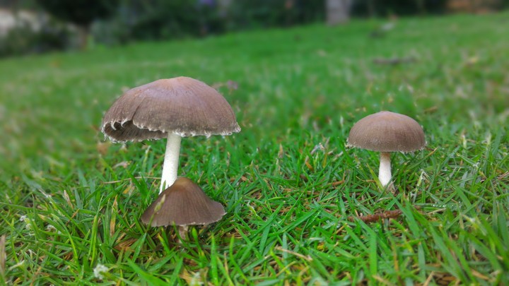 mushrooms