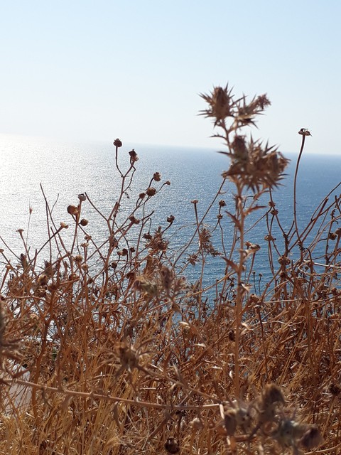 sea