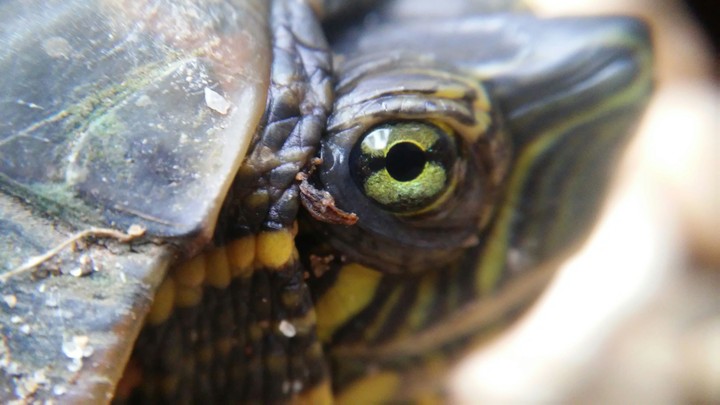 turtle