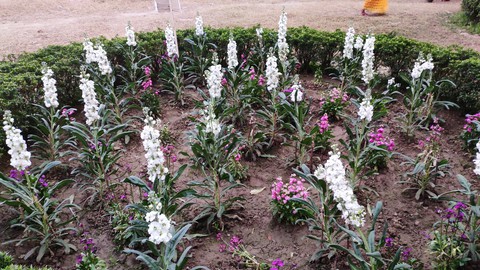flowers