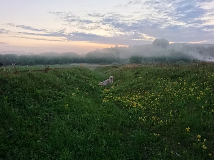 Fog