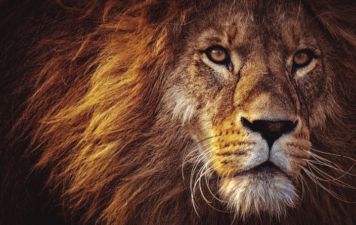 Lion the KING 