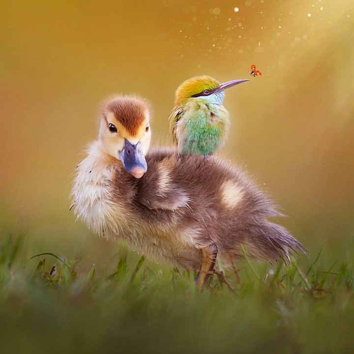 Duck