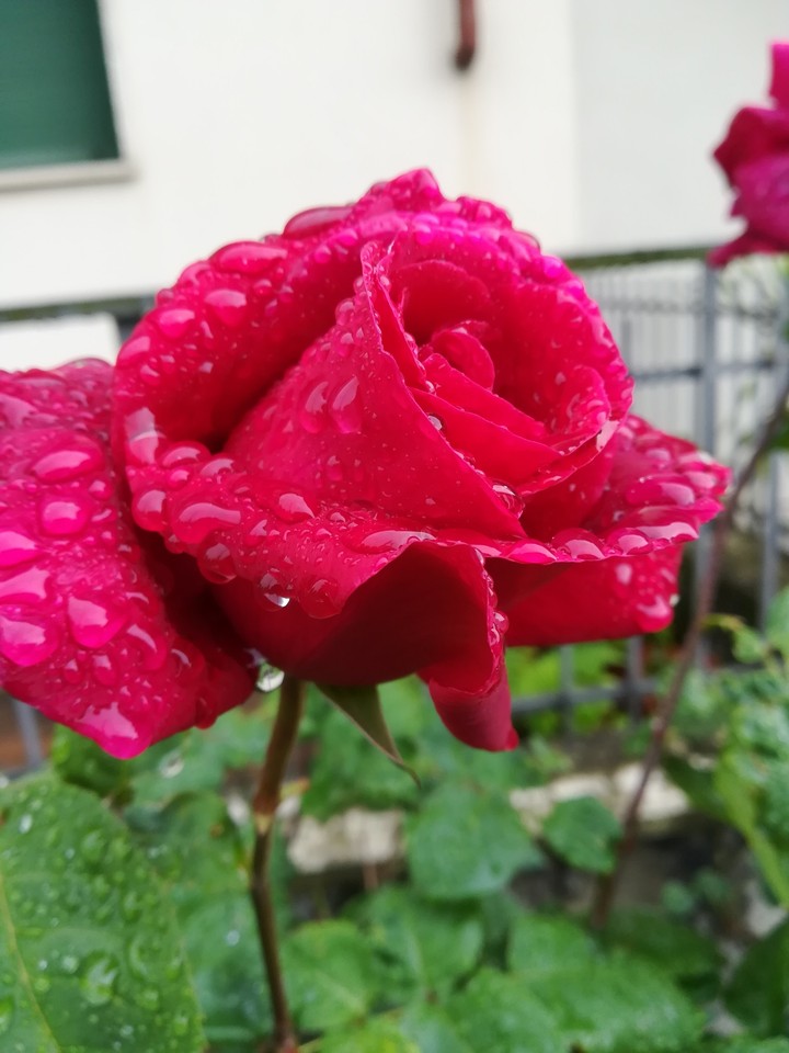 rose