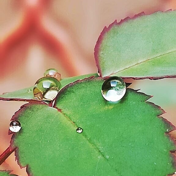 water