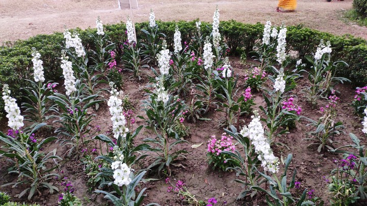 flowers